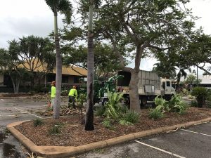 Shire workers clearing broken trees from Chinatown, Broome