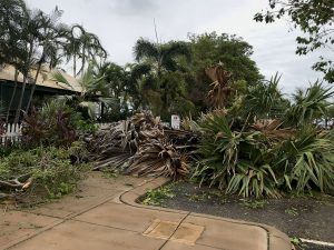 Old fan palm blown over at Matsos