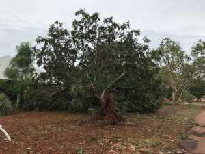 Old yellow jacaranda blown over on Walcott Street