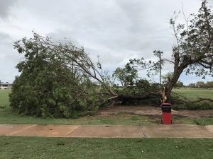 Uprooted tree on Male Oval, Chinatown, Broome