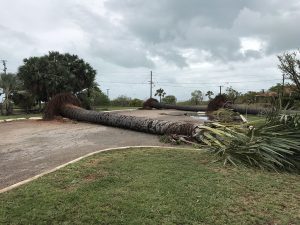 Suicide palms crashed down in Cyclone Hilda