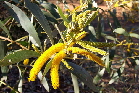 Acacia