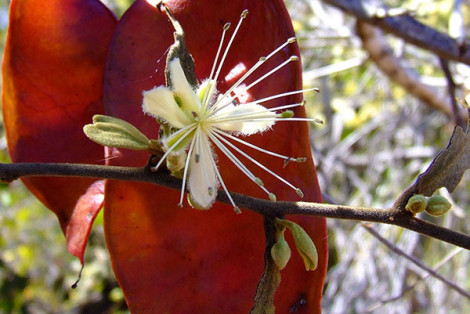 Bush Caper Flower Bauhinia Seed