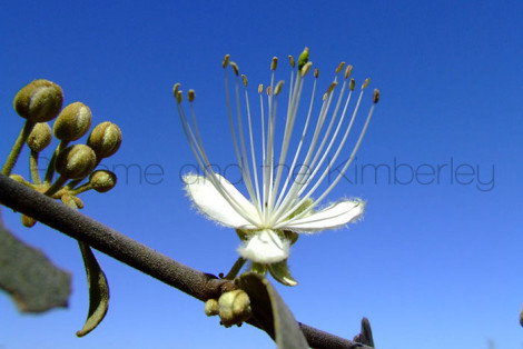 Capparis-Lasiantha