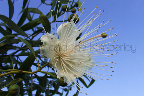 Capparis Umbonata