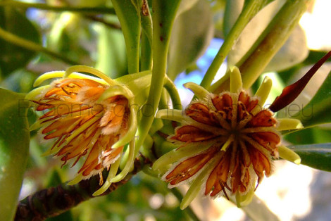 Ceriops Tagal