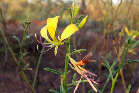 Cleome