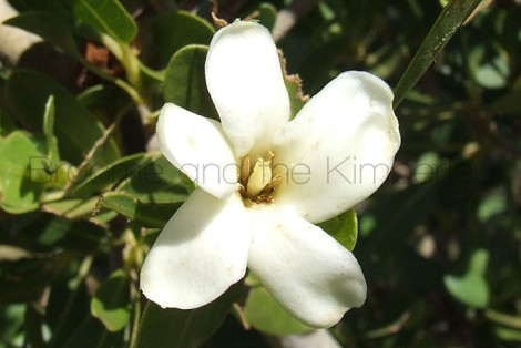Gardenia Pyriformis