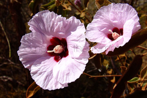 Gossypium Australe