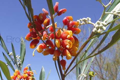 Grevillea Wickhamii