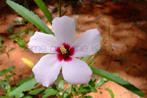 Hibiscus Leptocladus