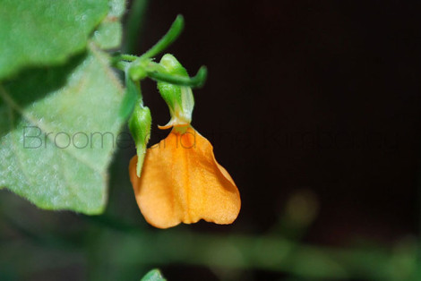 Hybanthus Aurantiacus