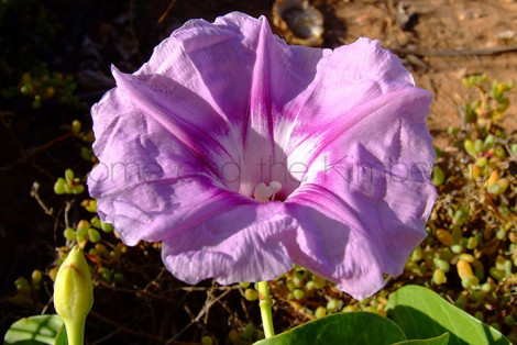 Ipomoea