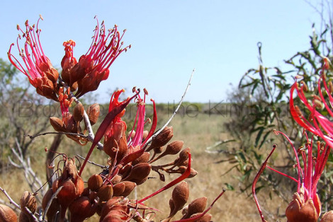 Lysiphyllum Cunninghamii
