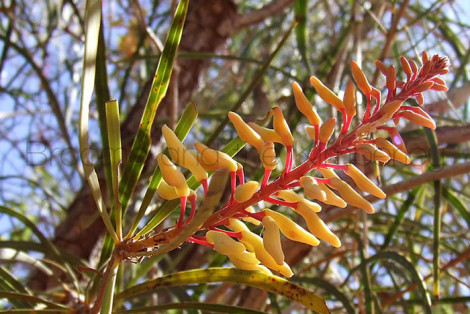 Persoonia Falcata