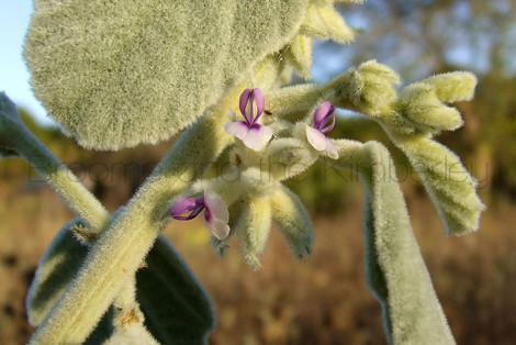 Psoralea Martinii