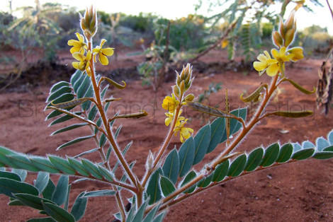 Senna Notabilis