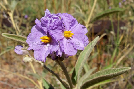 Solanum Cunninghamii