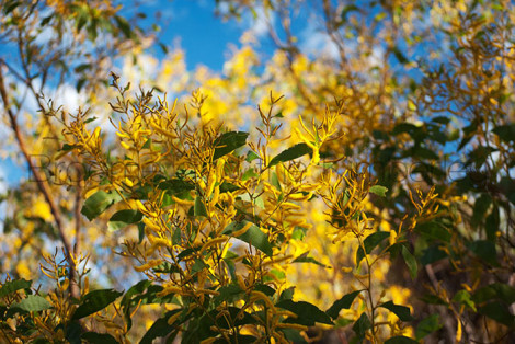 Wattle