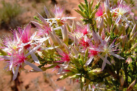 Calytrix Exstipulata