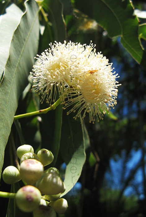 Bloodwood Tree Flowers