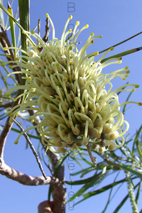 Hakea