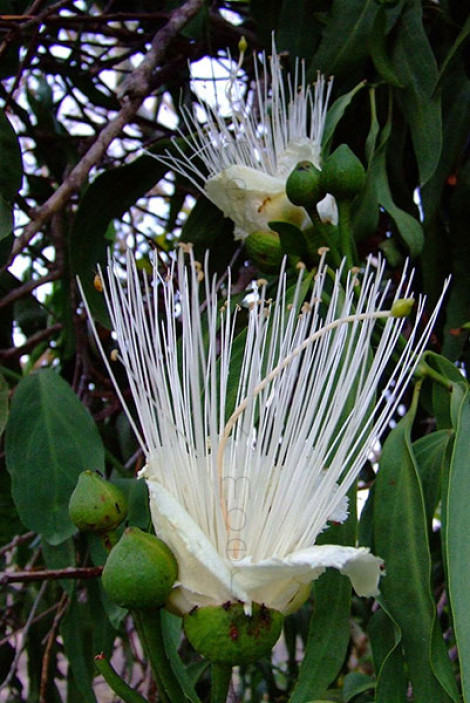 Capparis umbonata