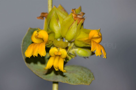 Velleia panduriformis