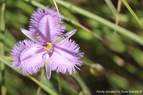 Fringed Lily