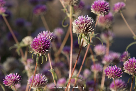 Gomphrena Flaccida