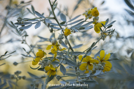 Senna Costata