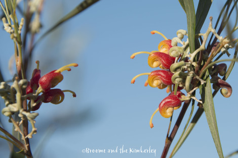 grevillea wickhamii
