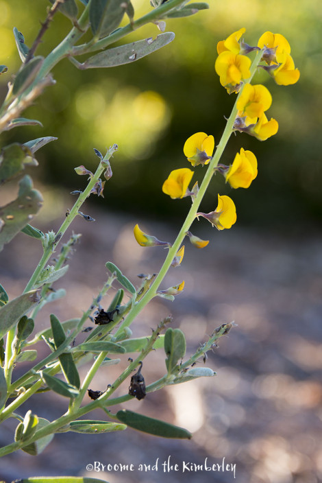Crotalaria novae-hollandae