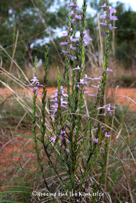 Striga Curviflora
