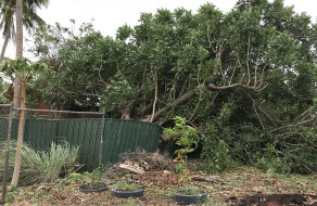 Uprooted tree smashes fence in Forrest Street, Broome