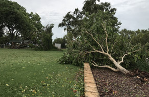 Uprooted tree at Town Beach, Broome