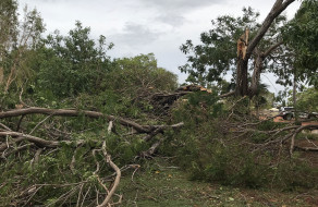 Uprooted tree next to bridge at Town Beach, Broome